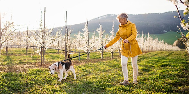 A dog to force yourself to walk daily:good or bad idea? 