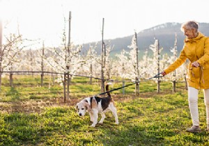 A dog to force yourself to walk daily:good or bad idea? 