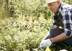 Gardening, one of the favorite activities of retirees! 