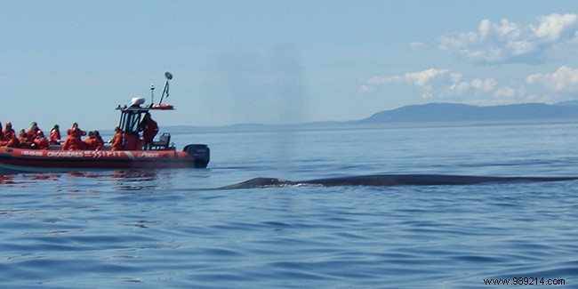 Travel to Canada:the ultimate whale watching tour 