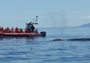 Travel to Canada:the ultimate whale watching tour 