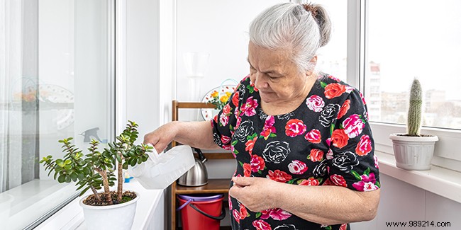 8 tips for taking care of indoor plants in winter 