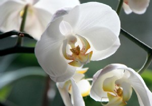 I was offered an orchid:what care should I give it? 