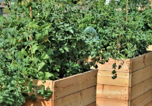 Raised vegetable patch:a solution for standing gardening 