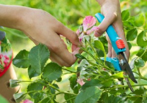 Cutting a rosebush:when and how to take rosebush cuttings? 