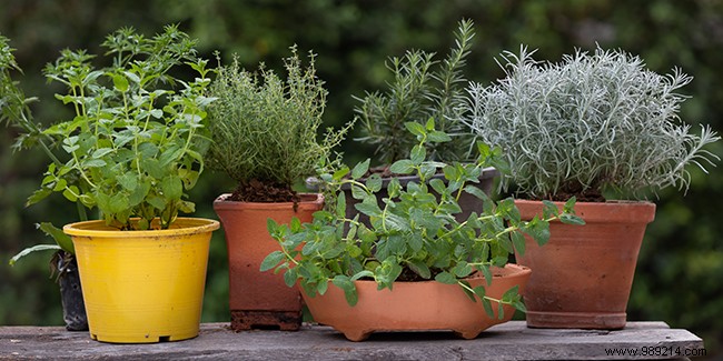 How to create an aromatic garden on a balcony? 