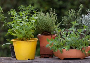 How to create an aromatic garden on a balcony? 