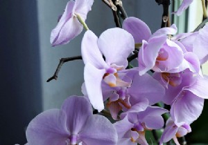 How to make an orchid bloom again ? 