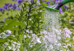 Watering the garden during the summer, how to save water? 