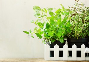 Which plants to install in a balcony planter? 