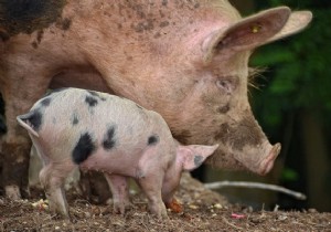 Pork recipes for appetizers 