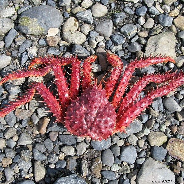 Focus on the Antarctic king crab 