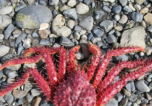 Focus on the Antarctic king crab 