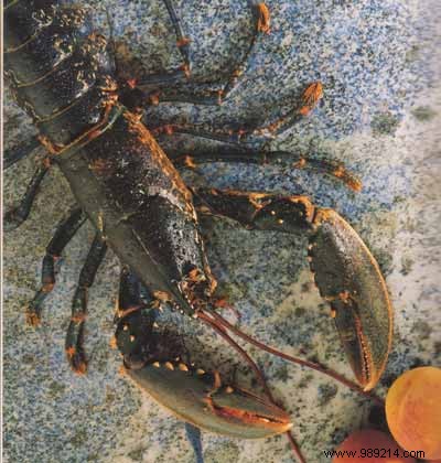 Lobster and mango salad; vanilla vinaigrette 