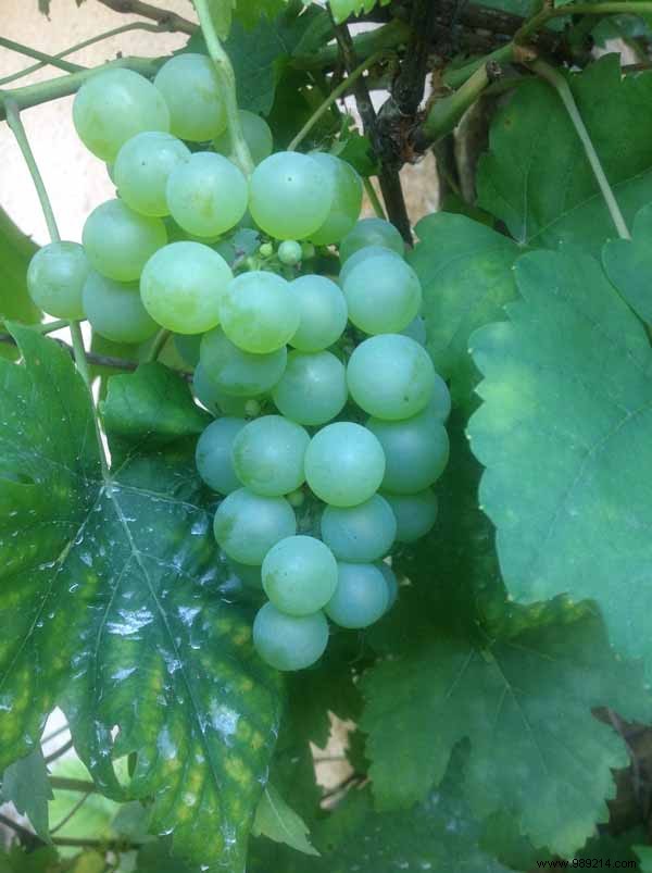 Grape soup with Gascony red floc and spices 