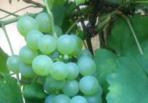 Grape soup with Gascony red floc and spices 