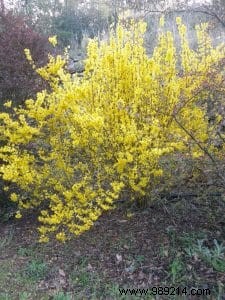 Forsythia, mimosa from Paris 