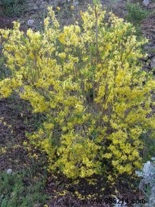 Forsythia, mimosa from Paris 