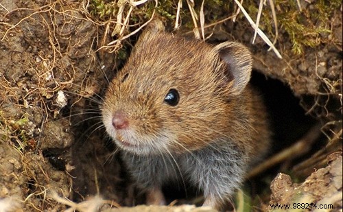 Field mice in wooden compost bins. 