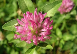 What to do with green manures? 