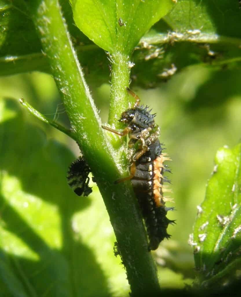 Natural gardening or organic gardening? 