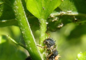 Natural gardening or organic gardening? 