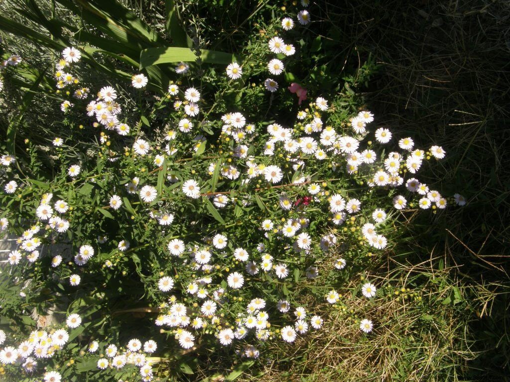 September perennials are now 