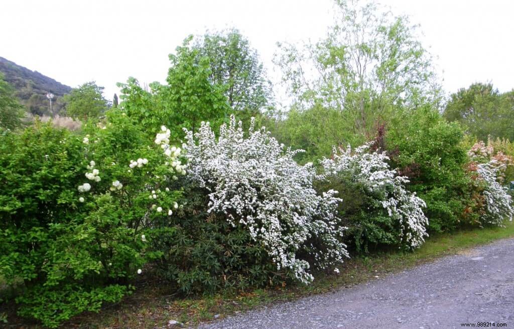 The size of the hedge, and the bib 