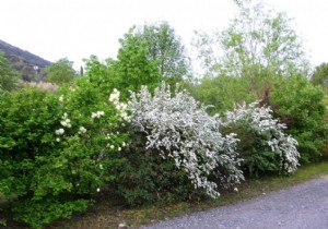 The size of the hedge, and the bib 