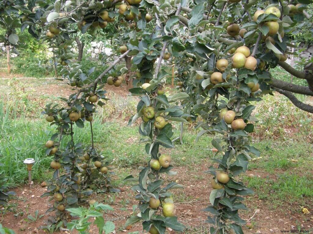 The apple, seasonal fruit:yes, but which one? 