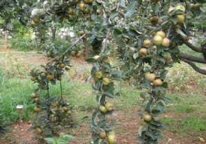 The apple, seasonal fruit:yes, but which one? 