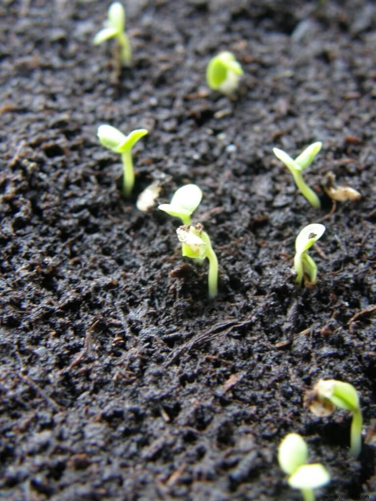 Collect tomato seeds 