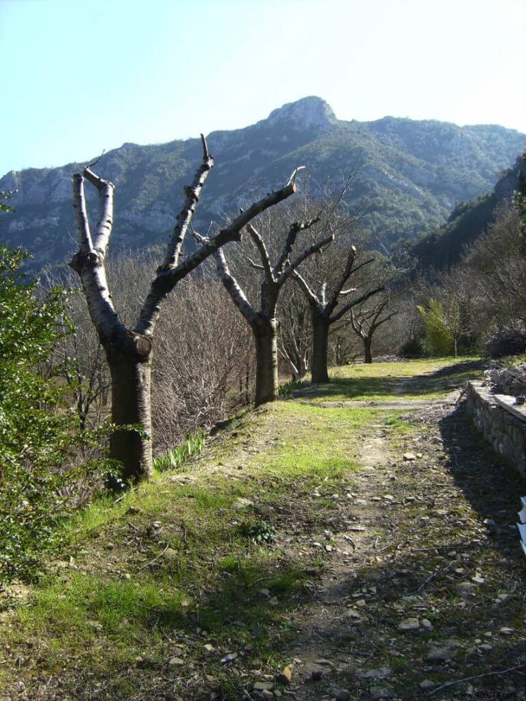 Fruit tree pruning date 