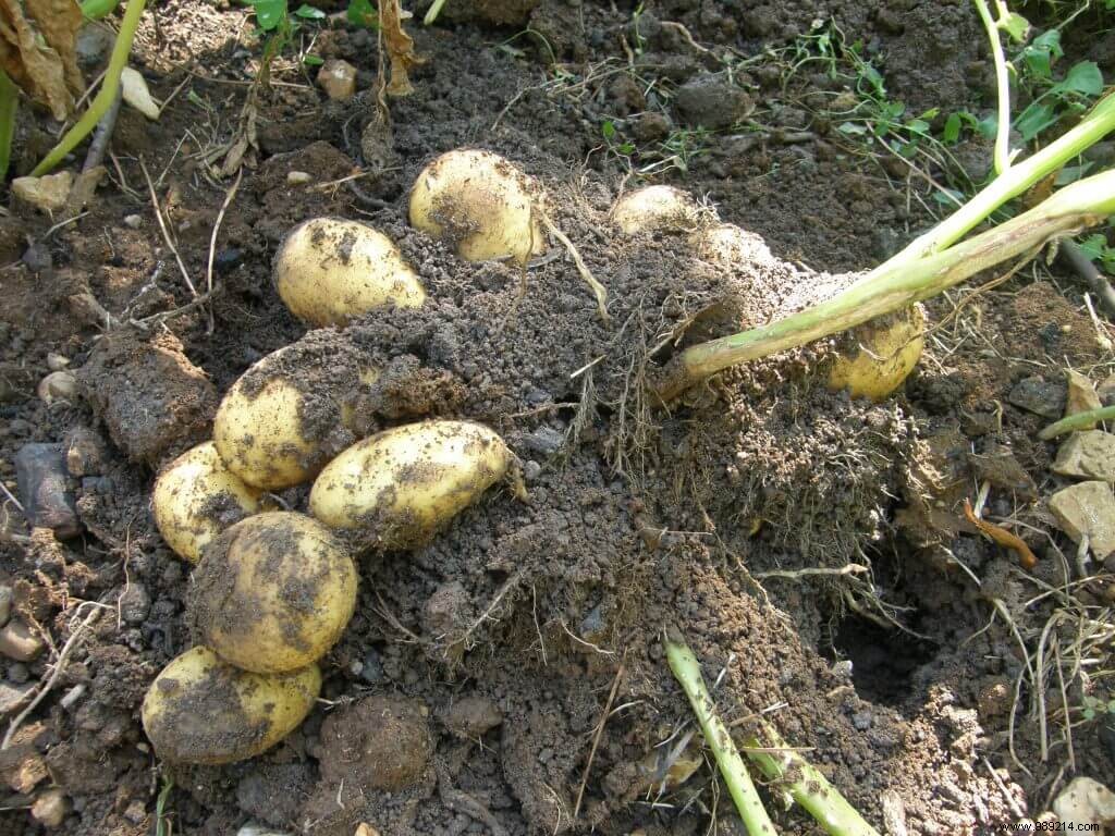 Potato late blight 