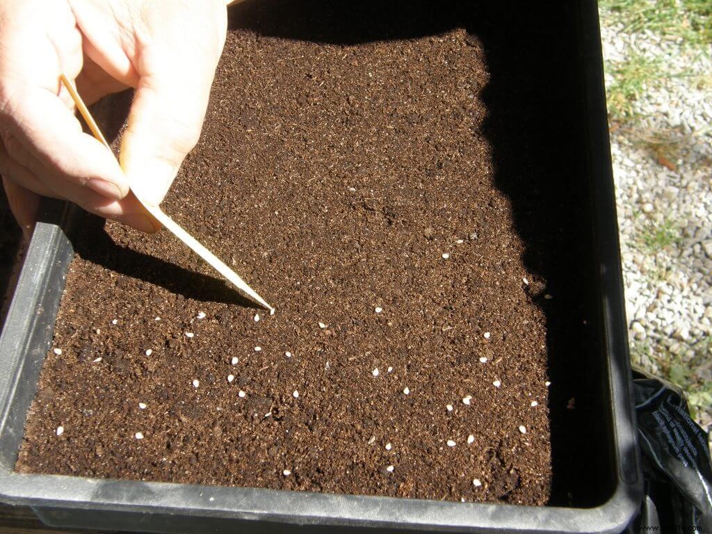 February is here, tomato sowing begins! 