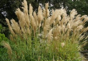 ornamental grasses 