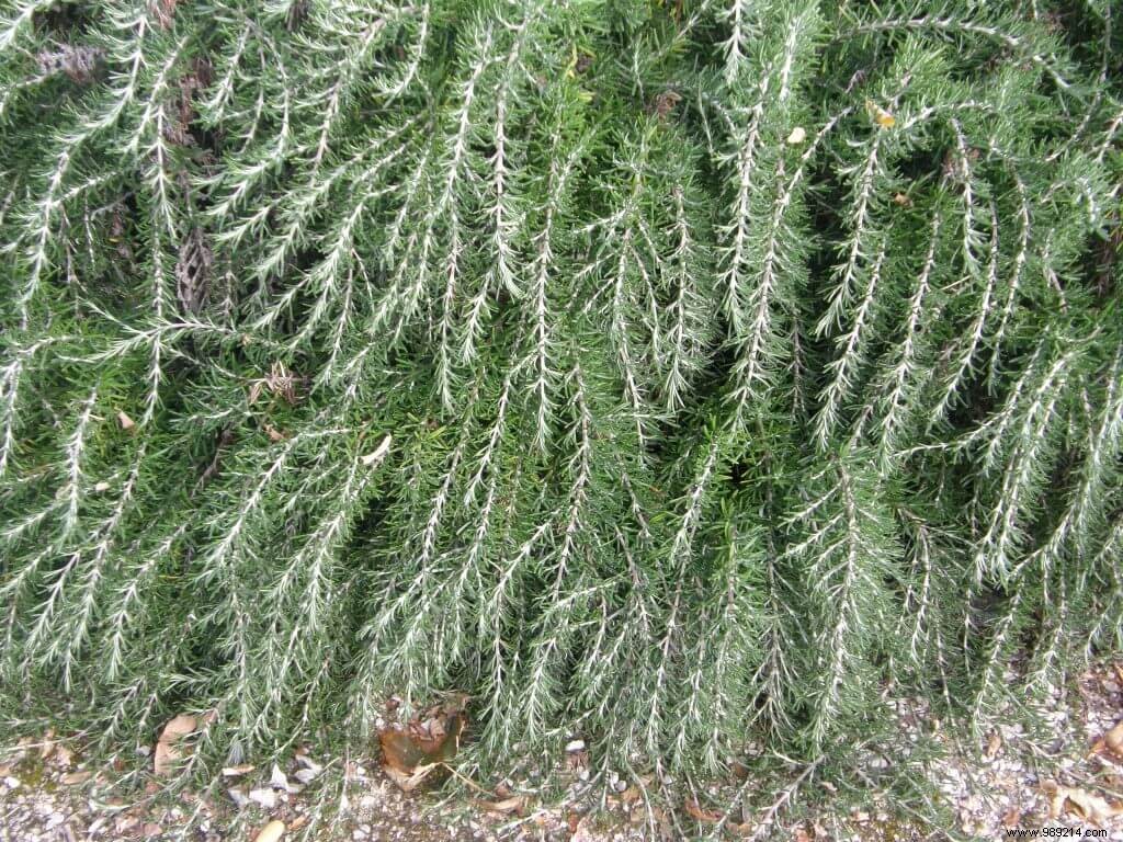 Pruning lavender, santolina and rosemary 