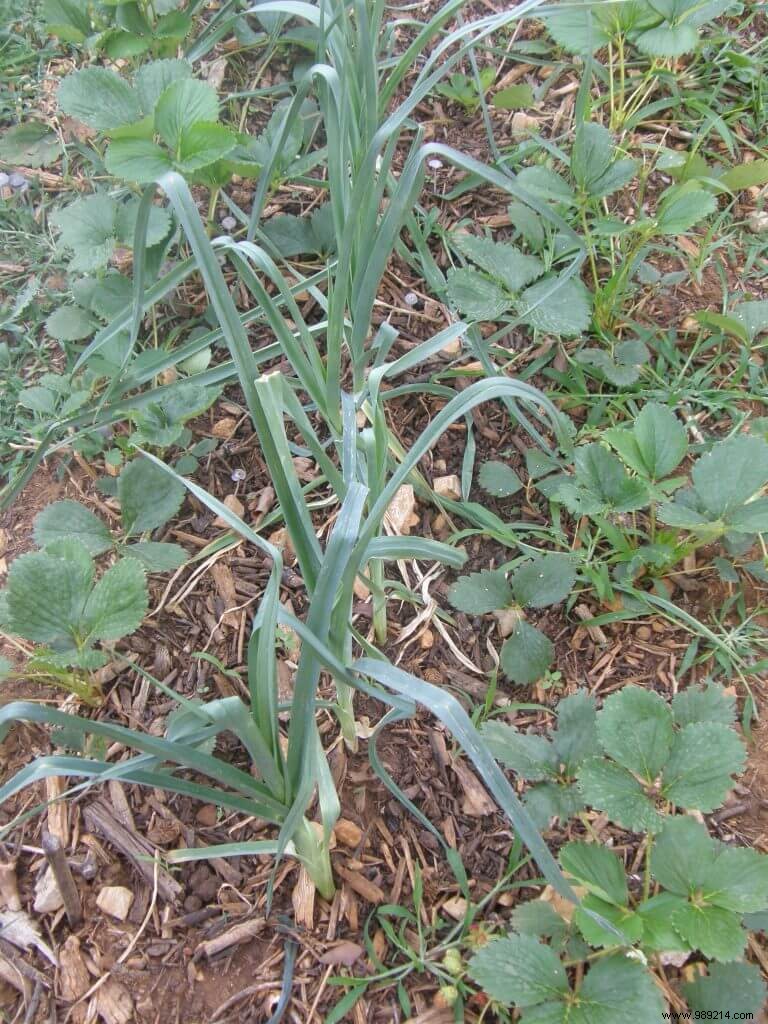 everbearing or biferous strawberry? 