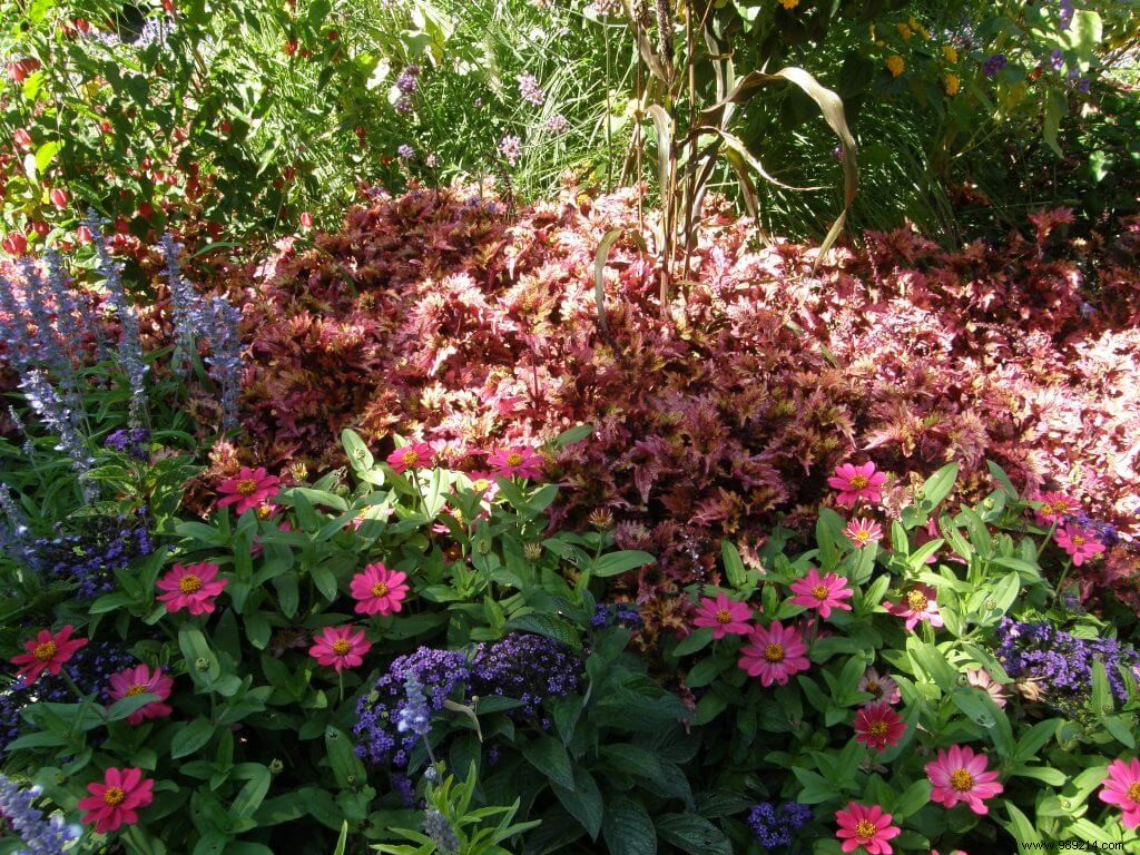 Sun plants, semi-shade plants, shade plants 