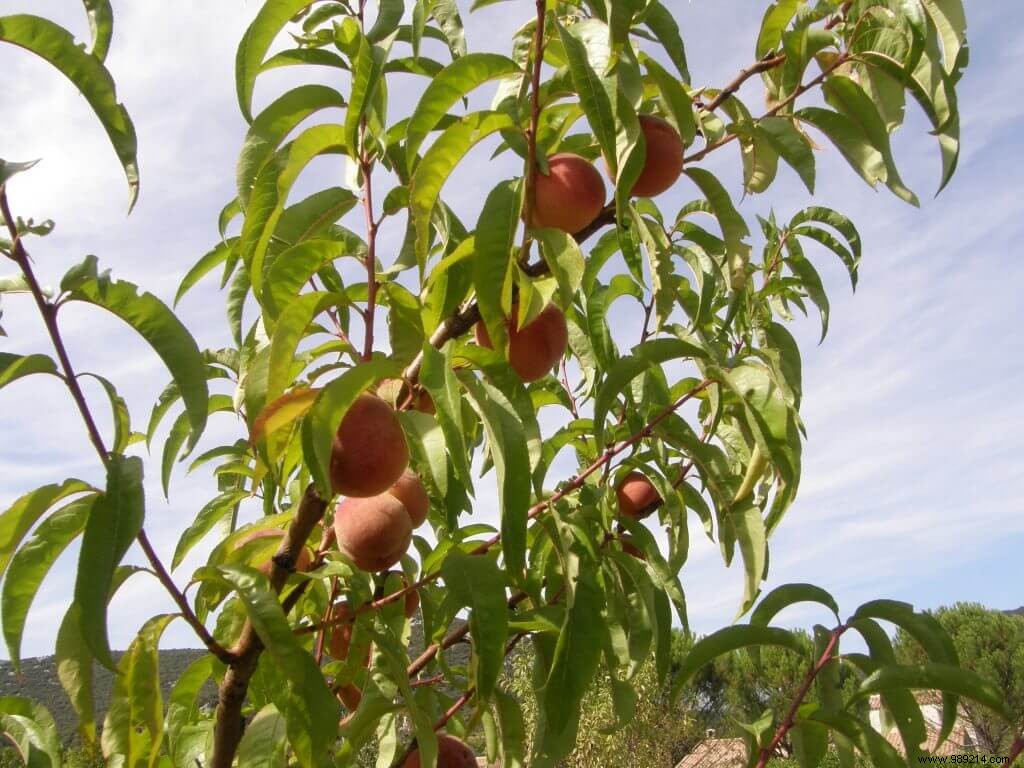 Tree seedlings in place 