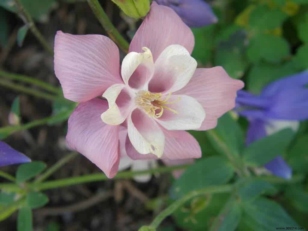 Perennials that lie down 