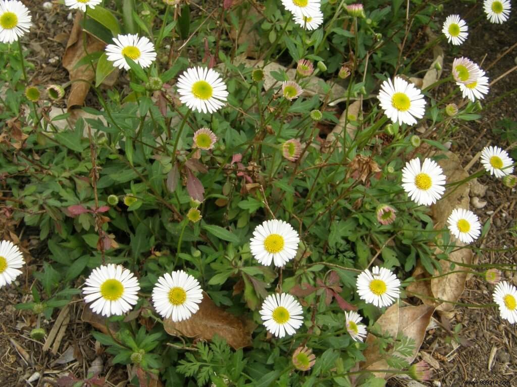 Perennials that lie down 