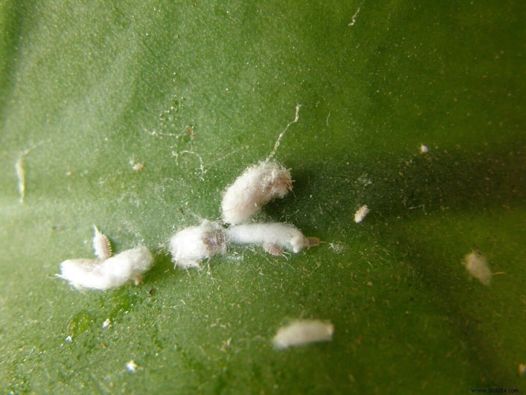 Mealybug 