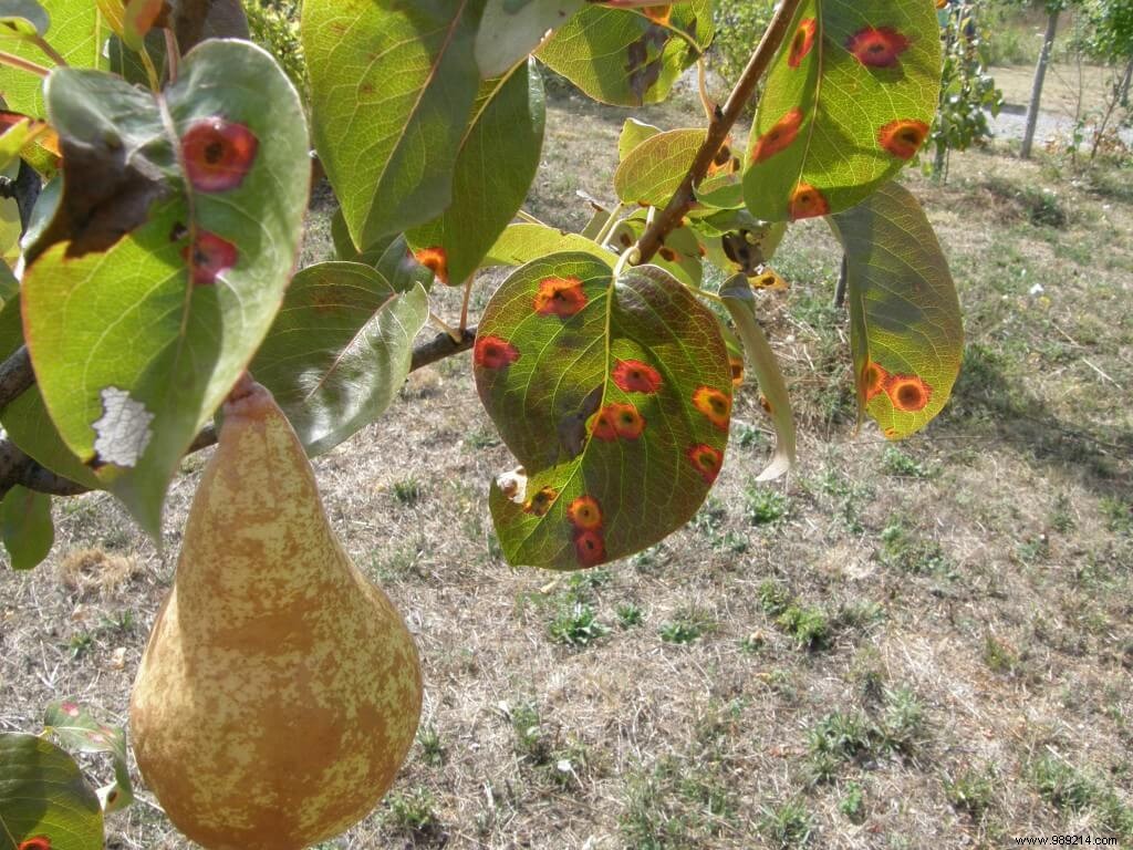 Pear trellis rust 