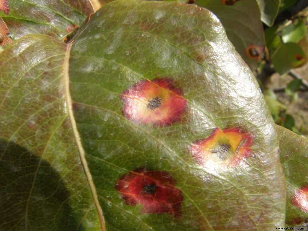 Pear trellis rust 