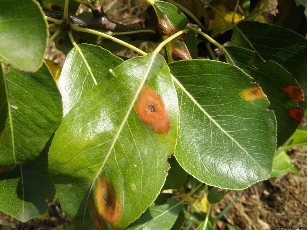 Pear trellis rust 