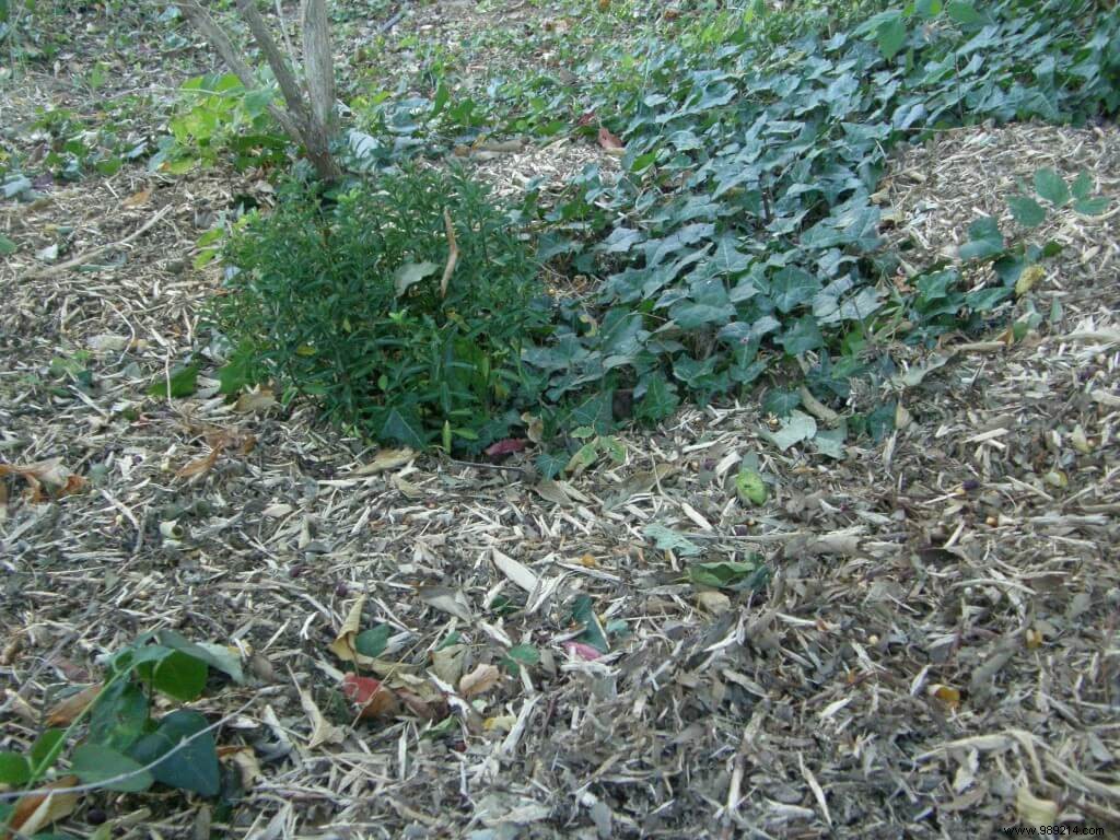 Late winter mulching 