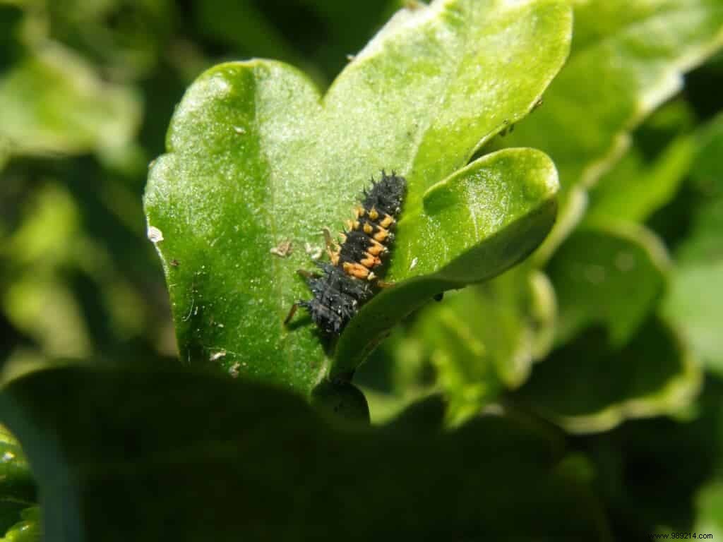 garden helpers 