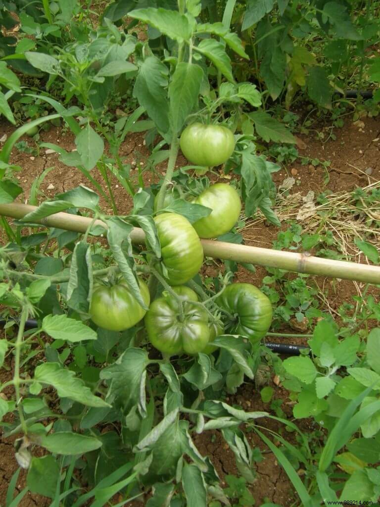 The size of the tomato 