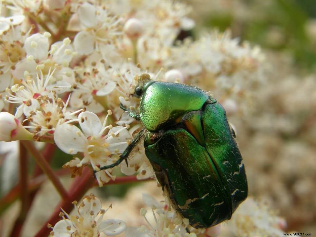 Cockchafer larvae 